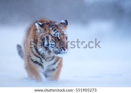 Close up, young Siberian tiger, Panthera tigris altaica, male in winter landscape, walking directly at camera in deep snow against birch trees during snowstorm. Taiga environment,freezing cold,winter.
