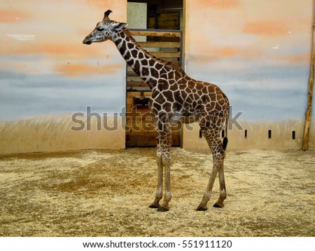 the baby giraffe