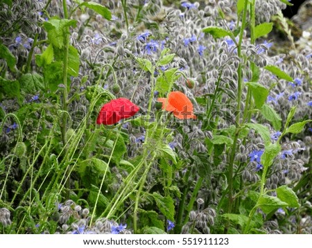 The charm of the red poppy stands out well in the blue borage fields.