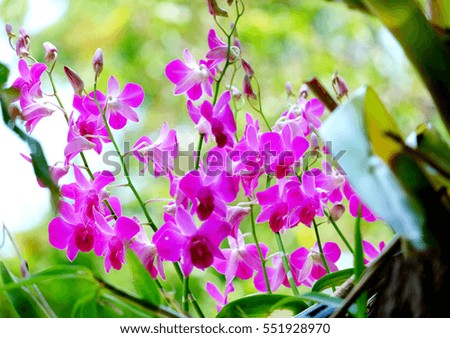 Orchids,purple orchids in natural background,the queen of flowers in Thailand.soft focus.