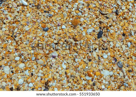 Shell beaches on the Black Sea coast