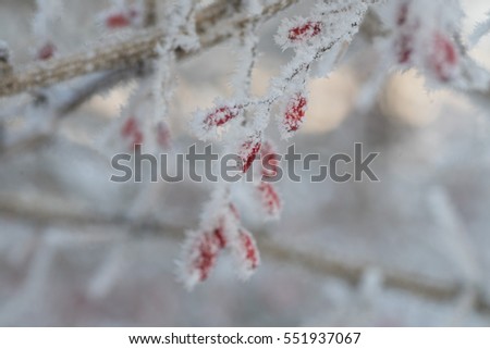 frozen barberry