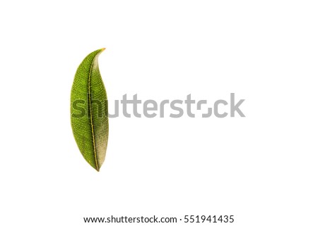 Green leaf with isolated white background for medical and text adding commercial
