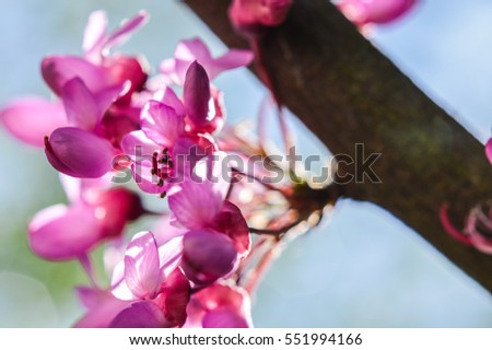 Redbud Tree branch with flowers backlit closeup Royalty-Free Stock Photo #551994166