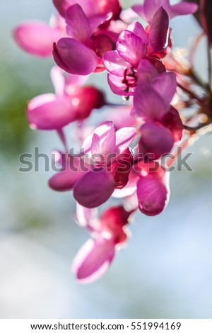 Redbud Tree branch with flowers backlit closeup Royalty-Free Stock Photo #551994169