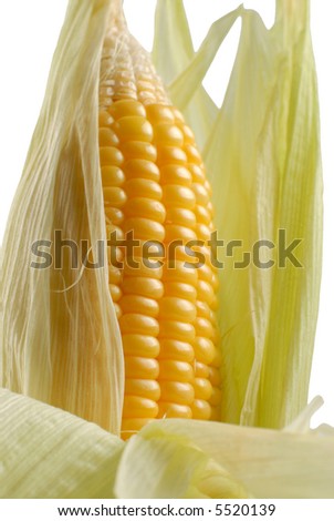 Picture of a corn cob