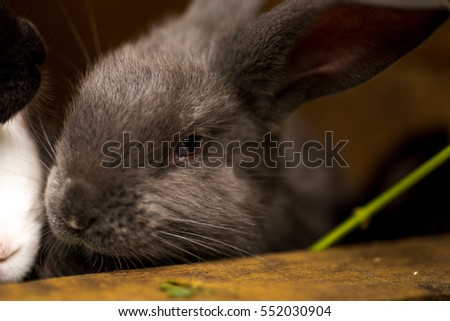 Rabbit. Mammal animal in the farm. Fluffy bunny with cute ear and fur. Small brown, black or gray young sweet domestic pet. Furry rodent. Adorable creature.