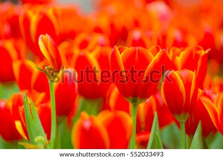 Red tulips with beautiful bouquet background, Colorful tulip with blurred background Sun light flare