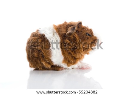 newborn guinea pig. texel