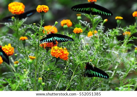 Raja Brooke Butterfly in Cameron Highlands, Malaysia. Royalty-Free Stock Photo #552051385