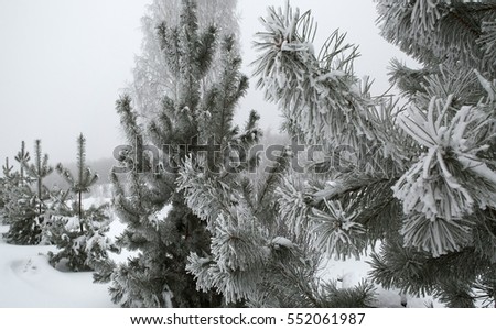 Winter forest in snow.