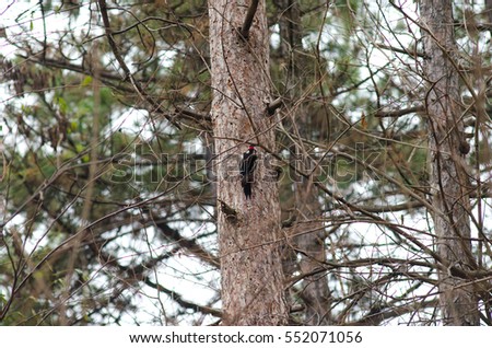 The woodpecker sits on a pine tree. The woodpecker pecks on tree pests.