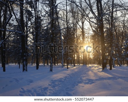 Winter sun. Snow and trees