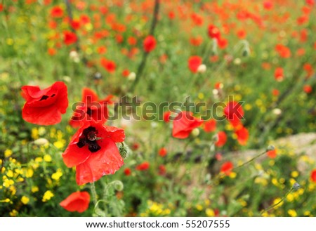 picture of green field with beautiful red poppies