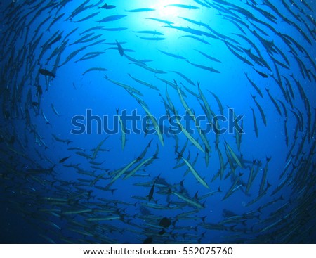 Barracuda fish school