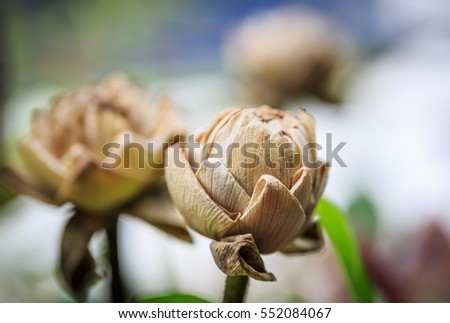 Close up lotus flower wilt 