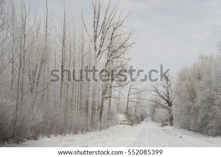 Winter frost in wood
