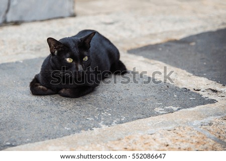 black cat in the thai temple