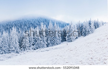 Image of spruces tree on frosty day, calm wintry scene. Location Carpathian, Ukraine Europe. Great picture of wild area. 