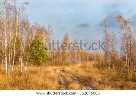 Landscape. Autumn forest.