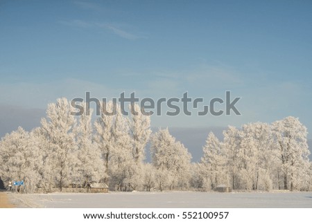 frozen tree in winter
