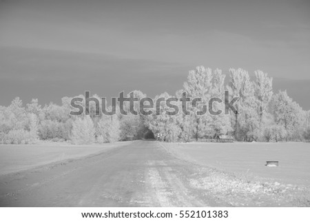 frozen tree in winter