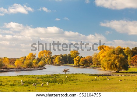 Autumn view of the Dutch river IJssel between Arnhem and Zutphen with sheep in front Royalty-Free Stock Photo #552104755