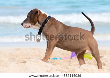 Hound Dog on the Beach Royalty-Free Stock Photo #552115036