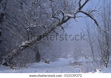 Beautiful and textured falling tree in the winter forest. Caucasus, Russia
