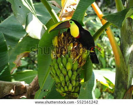 Toucan eating bananas
