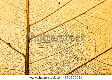 Patterned leaves