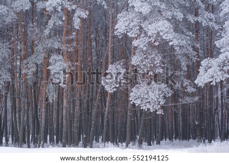pines in winter clothes