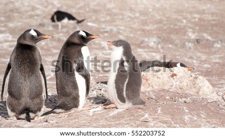 Wild penguins resting by the sea coast