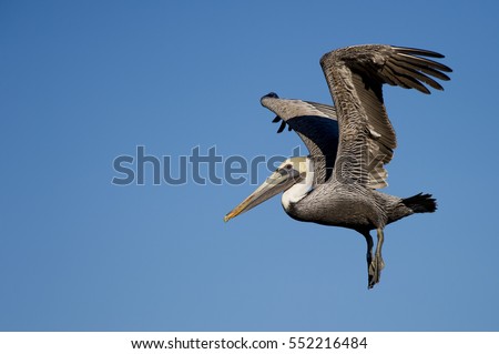 A Brown Pelican just after it takes off with its feet hanging down and wings above its head in front of a bright blue sky. Royalty-Free Stock Photo #552216484