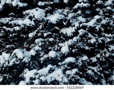 Closeup of a Tree, Covered with Snow