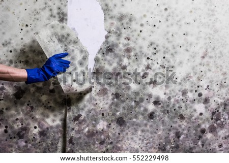 Removing mould from the wall in the house. Hand in blue glove tears off wallpapers damaged by fungus Royalty-Free Stock Photo #552229498