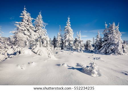 Sunny winter morning in Carpathian mountains with snow covered fir trees. Colorful landscape in forest, Happy New Year celebration concept. Artistic style post processed photo.