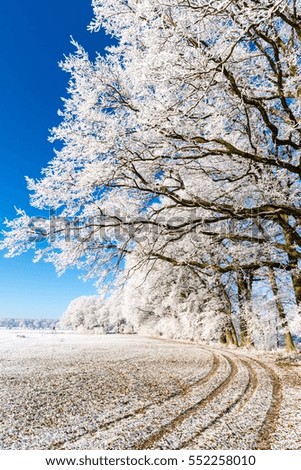 Vertical photo with winter scene landscape. Footpath on white snowy field or meadow goes under tree alley which are covered by frost. Sky is clear and blue without clouds.