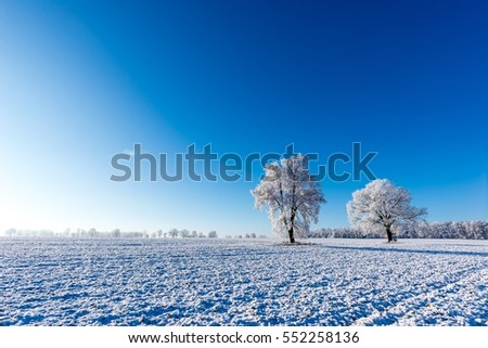Horizontal photo with winter scene landscape. Two trees grow lonely in the middle of snowy field. Trees are completely covered by white frost. Sky is blue and clear with sun beam on side.