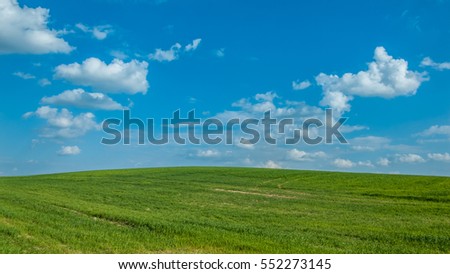 agricultural landscape. the beautiful green hilly field under the blue cloudy sky. shoots of summer grain crops