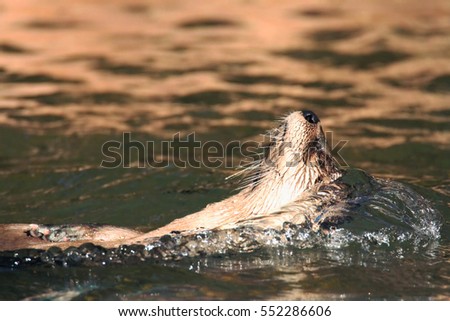 fresh water river otter