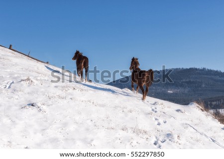 Couple of graceful horses walking at the mountainside, winter landscape