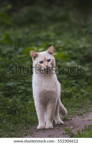 Beautiful cats at liberty in the field