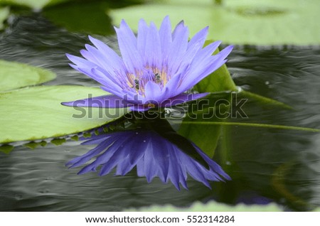 Purple Lotus
