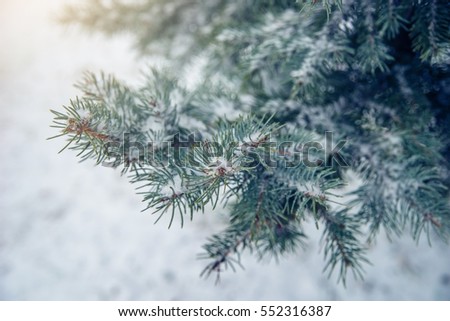Winter: spruce branches in the snow.