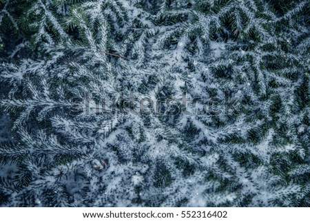 Winter: spruce branches in the snow.