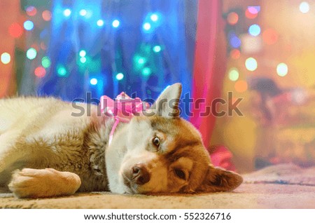 Beige Husky breed dog with a pink bow lying on a soft mat on the background of festive lights.
