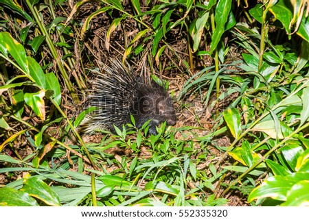 Porcupine (Hystrix indica) in natural habitat