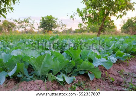 a front selective focus picture of organic chinese broccoli or chinese kale in agriculture farm.
