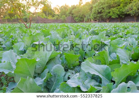 a front selective focus picture of organic chinese broccoli or chinese kale in agriculture farm.